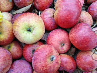 Ripe juicy apples for a healthy diet, vitamins.