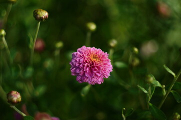 Beautiful of Chrysanthemum pink flowers in garden.