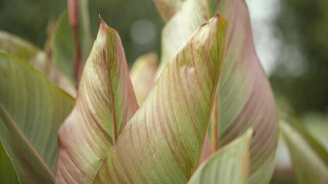 Time lapse of beautiful fall leaves from a Red Abyssinian Banana Tree Ensete Ventricosum rustling in the wind.