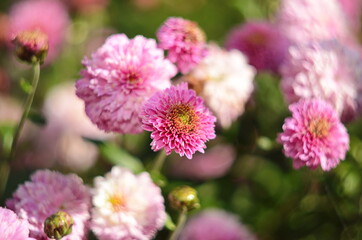 Beautiful of Chrysanthemum pink flowers in garden.