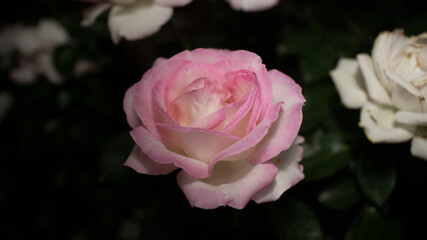 night rose