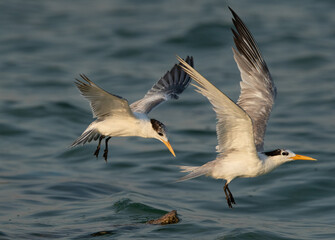 Greater Crested Tern fight for perch at Busaiteen coast, Bahrain