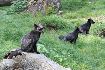 Ein Graufuchs auf einem Baum