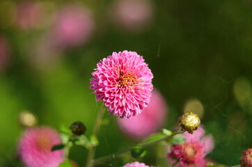 Beautiful of Chrysanthemum pink flowers in garden.
