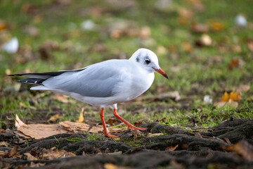 black headed gull