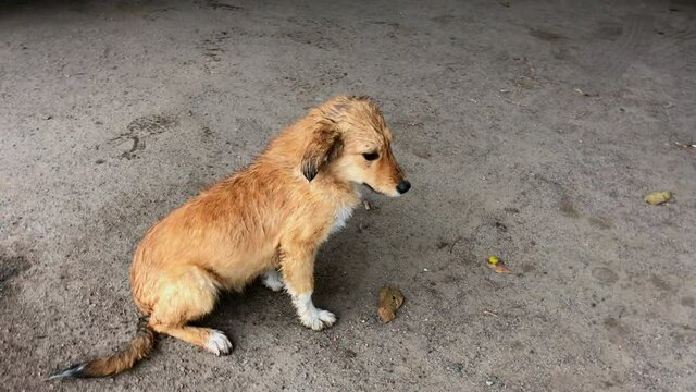 Sad sea red puppy with white paws lies on the asphalt near the puddle