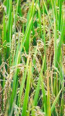 green wheat field