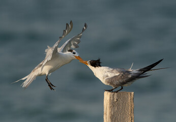 Greater Crested Tern fight for wooden log at Busaiteen coast, Bahrain