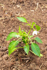 Pepper seedlings grow in the garden in summer