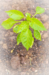 Pepper seedlings grow in the garden in summer