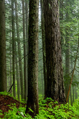 Forest in the mist willed with virgin Cedar trees
