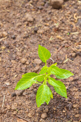 Pepper seedlings grow in the garden in summer