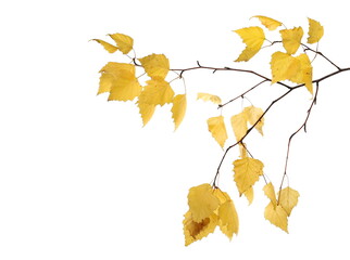 Yellow autumn dry leaves birch  isolated on white background, with clipping path