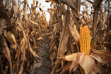 Closeup of rows of ears of fresh yellow corn on the cob on brown dried stalks in agricultural farm...