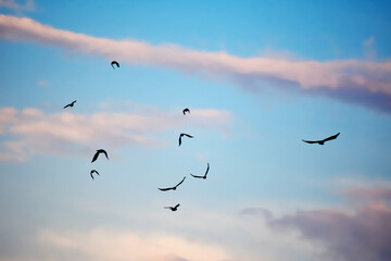 birds in the sky