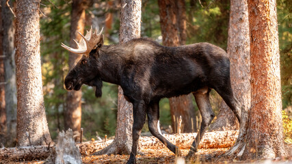 Wild bull moose walks through a forest of pine trees