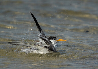 Greater Crested Tern bathing at  Busaiteen coast of Bahrain