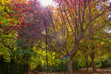 Beautiful autumn landscape with yellow and red leaves . Fall scene. Trees and leaves in sunlight rays.