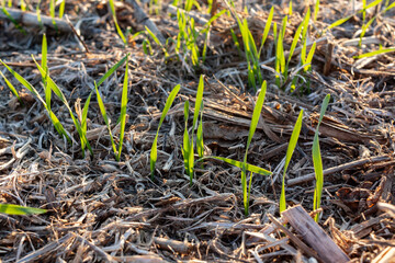 Close-up of winter wheat sprouting in a no-till field with soybean and corn residue.