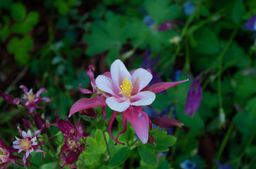 Columbine flower - pink and white