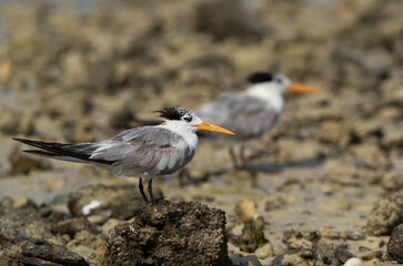 Greater Crested Terns at Busaiteen coast, Bahrain