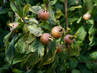 Mature medlar fruits on the branches