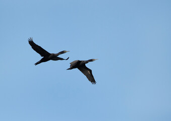 A pair of Socotra cormorants flying at Busaiteen coast, Bahrain