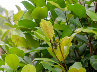 Young leaves that are light green
