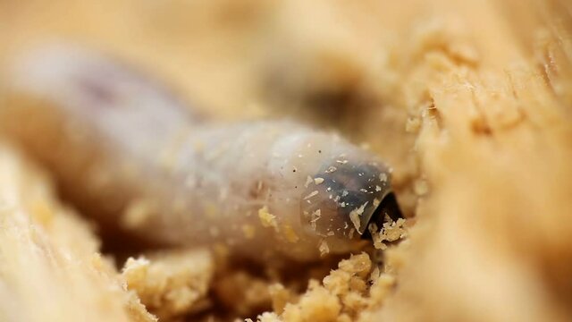 Macro shoot larva of anobiidae eating wood. Pest inect destroyed wood