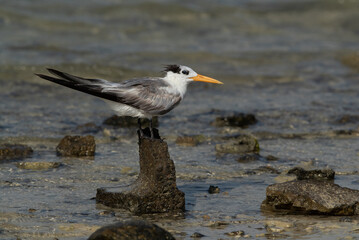 Portrait of a Greater Crested Tern at Busaiteen coast, Bahrain