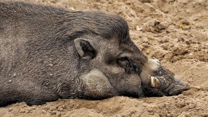 Visayan warty pig lies, gains strength and rests