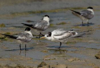Juvenile Greater Crested Tern asking for food at Busaiteen coast, Bahrain