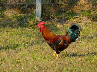 chicken in the garden