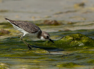 Greater sand plover feeding on green at Busaiteen coast of Bahrain