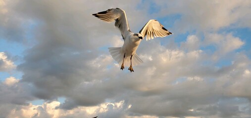 A seagull in flight over the beach at Wildwood Crest New Jersey