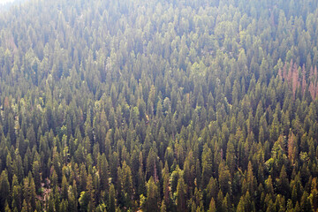 Fir forest in Styria, Austria