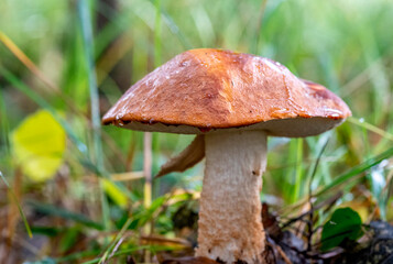 mushroom in the forest