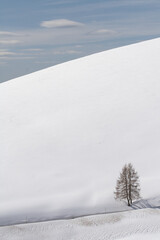 Fototapeta premium Landscape with snow and tree