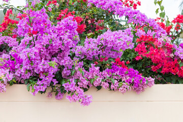 colorful bougainvillea flower (tropical flowers).Flower field beautiful in the gardening of background