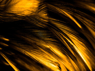 Beautiful abstract colorful black orange and yellow feathers on black background and soft white gold feather texture on dark pattern and yellow background, colorful feather, yellow banners