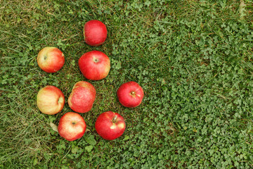 Ripe red apples on the green grass