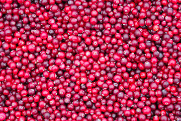 Ripe red cranberry or cowberry berries as background. Top view. Fresh lingonberry texture, harvest. Vaccinium oxycoccos
