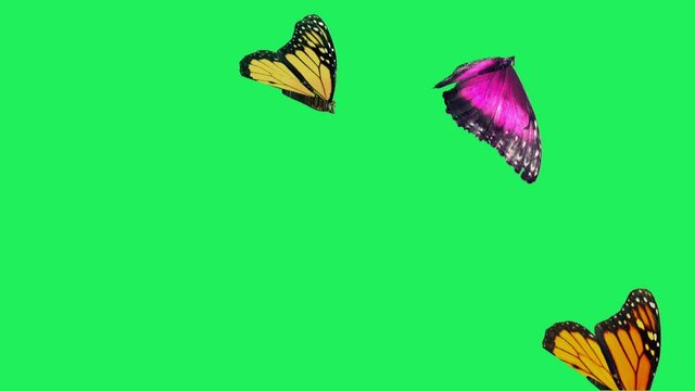 Realistic colorful butterflies flying on green background.