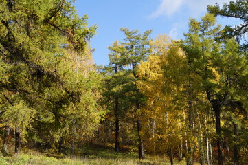 Obraz premium Sunny day. Forest, sky and trees - larch and birch trees