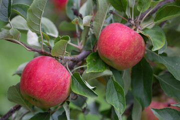 Apple garden