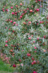 Apple garden