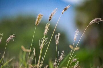 grass and sky