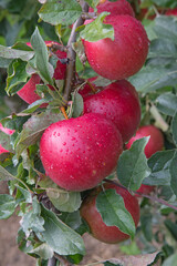Apple garden