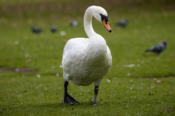two swans in the park