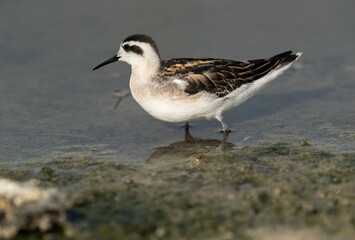 Red-necked phalarope at Asker Marsh, Bahrain